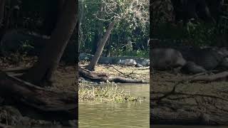 Giant Alligator! Swamp People! #realitytvshow #swamppeople #swamplife