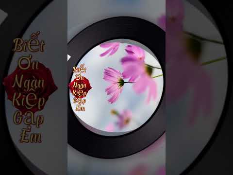 Biết Ơn Ngàn Kiếp Gặp Em # Nhạc Hay Mỗi Ngày #