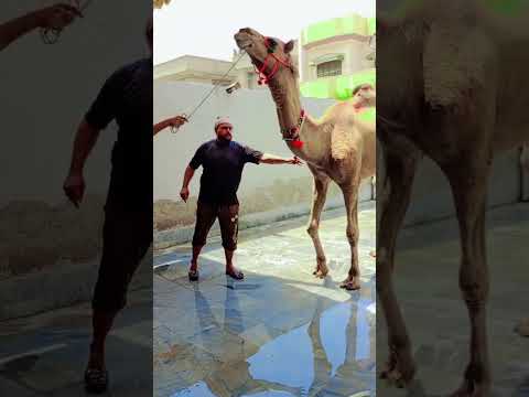 Beautiful #camel Qurban #minivalog #tarinding #fgy #nature #shortvideo #viralvideo