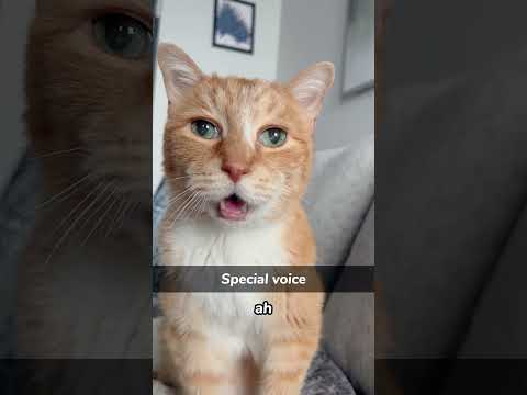 Cat can understand what human saying #usa #catfunny #funnyvideo