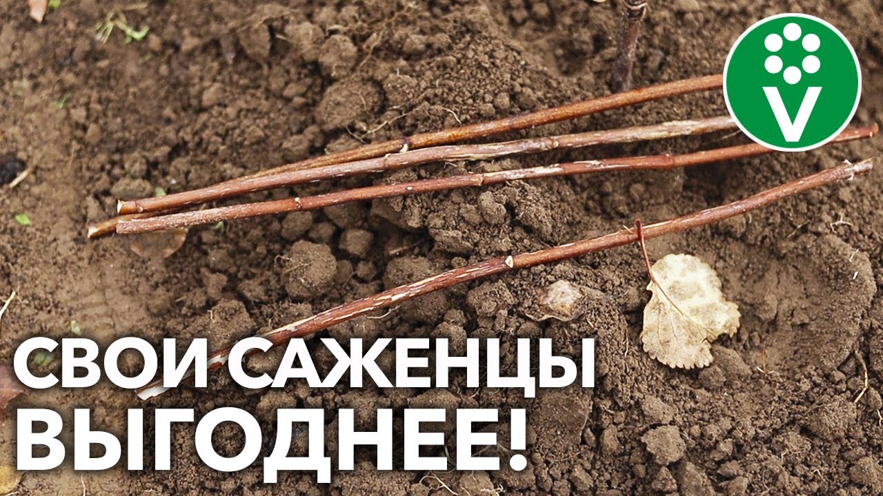Черенкуйте кустарники осенью! Что и как размножить одревесневшими черенками?