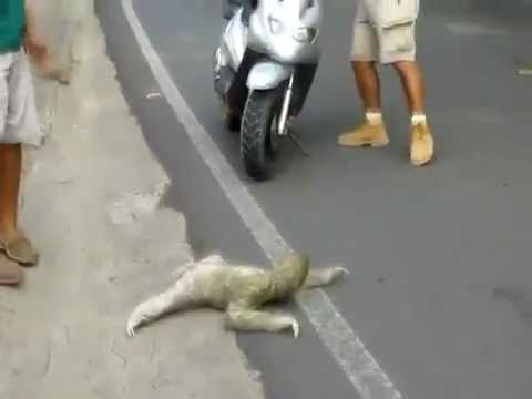 Preguiça voadora - Three-toed sloth crossing the road - I believe I can fly remix