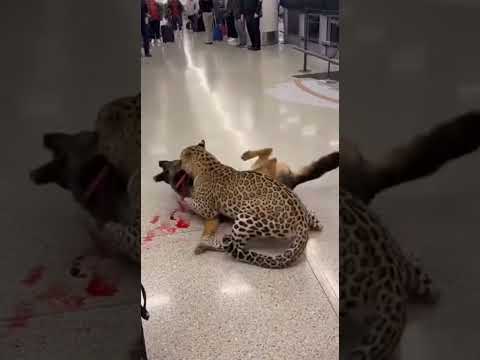 Continuation of the leopard attack on the German Shepherd at the airport