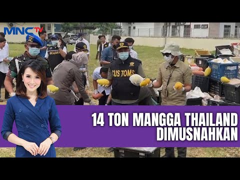 14 Ton Mangga Thailand Dimusnahkan | LIS | 27/06