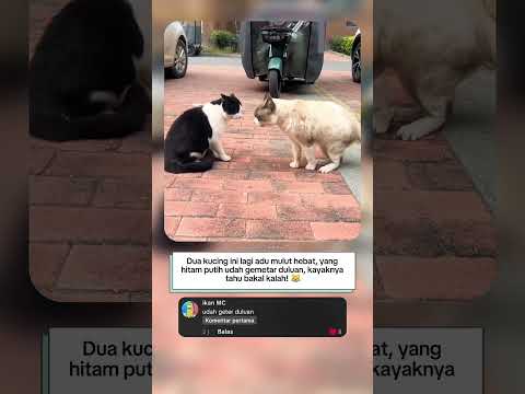 "Baru tatap-tatapan, udah gemetar duluan! 😹"