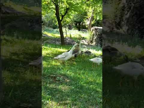 #all #youtubeshorts #mountains #live #livestock #spring #pakistan #kpk #chitral #sketch #challenge