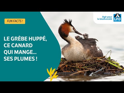 Pourquoi le Grèbe huppé mange ses propres plumes ? - #funfacts
