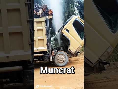 awas muncrat #shorts