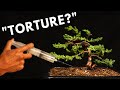 Bonsai Cultivation and Care Concepts