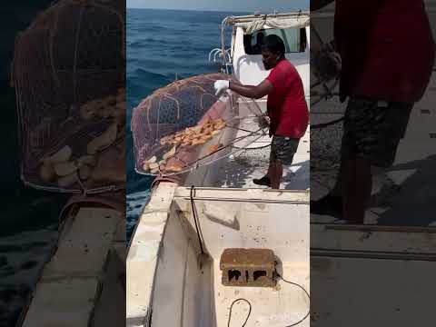 Fishing with trap for grouper fish