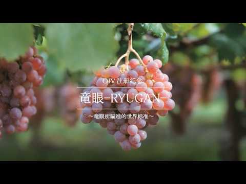 【日本葡萄酒】OIV注册纪念 竜眼-RYUGANー【关东信越国税局】