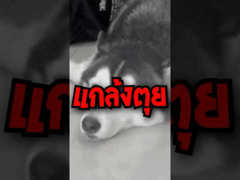 แกล้งตุยต่อหน้าหมาไซบีเรียน แต่สุดท้ายโดนเมิน 😱🔥 | IKQ #shorts