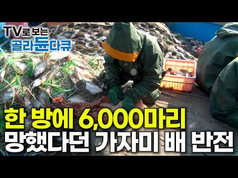 기상 악화에 썩어가는 물고기들｜포기하려던 찰나 마지막 그물이 역대급｜망한 줄 알았던 가자미 잡이 배의 반전｜극한직업｜#골라듄다큐