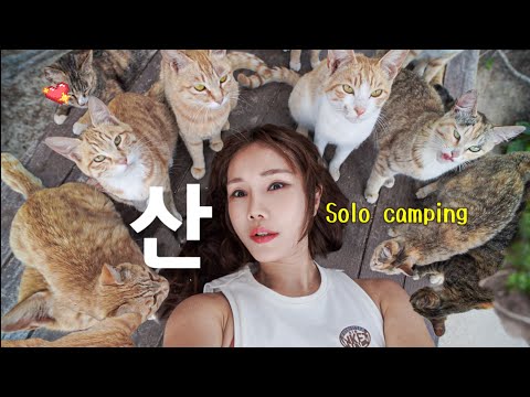 ⛰️산 정상에 사는 20마리 고양이와 나홀로 캠퍼 / 솔로캠핑 ⛰️산 정상에 사는 20마리 고양이와 나홀로 캠퍼 / 솔로캠핑
