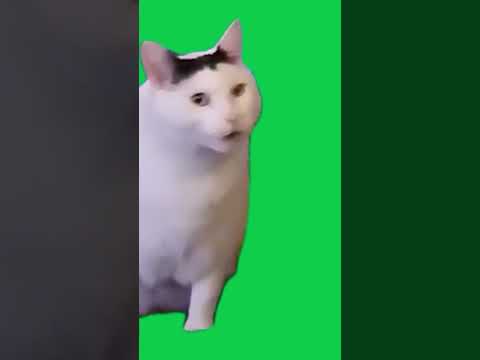 猫ミームライラック