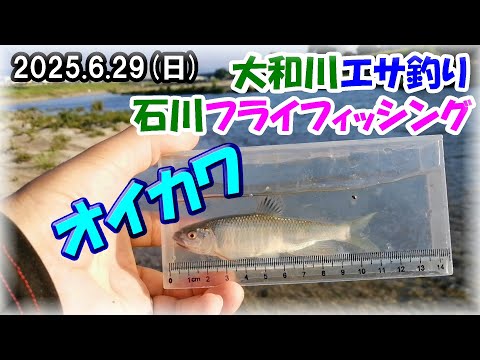 【大阪真夏の川釣り・オイカワ】ヤバい！大和川&石川で午前エサ釣り10匹・夕方フライフィッシング17匹！これからはオイカワ釣りが熱いよ～♪　マルキュー九ちゃん・MAXCATCH・リバーピーク