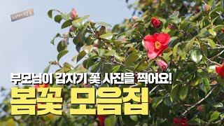 제주도에서 발견한 부모님이 좋아하는 봄꽃 모음집ㅣ테마기행길ㅣ2024년 03월 01일 다시보기
