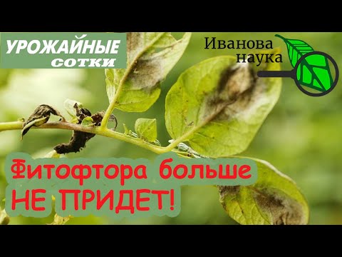 Забыть о фитофторе навсегда! Простые решения сложной проблемы