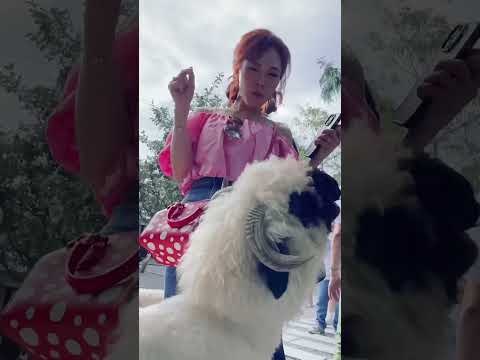 終於看到水豚拉 #宜蘭 #水豚 #羊駝