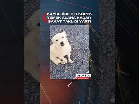 Kayseride bir köpek, yemek alana kadar sakat taklidi yaptı