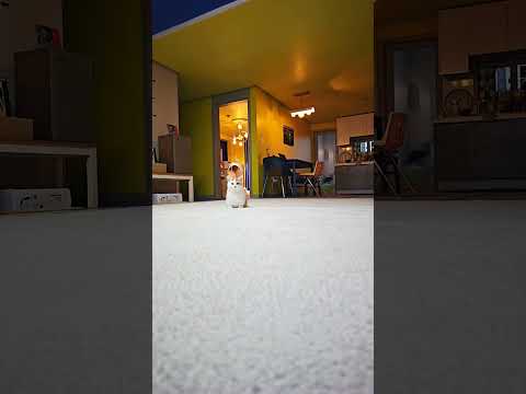 봄모닝, 모두 행복한 가을 ^^ #먼치킨 #브리티시숏헤어 #고양이 #cat