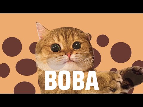 Matching halloween costumes with my cat (boba edition)