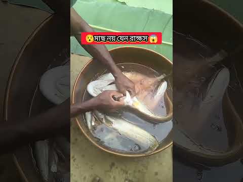 মাছ নয় যেন রাক্ষস 😱😯 #shorts #youtube #facts #duet