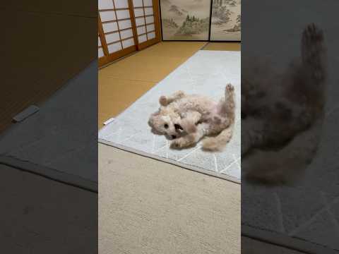 楽しいひととき：タローちゃんの夜のワンシーン【2025年8月】 サムネイル