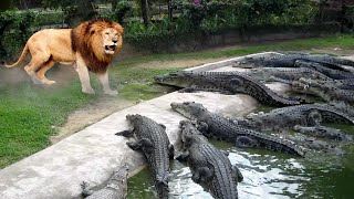 You Would Never Want to Face These Animals! 🦁🐊🐻