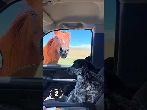 Do not buy your dogs a toy.                     #funny #dog #animals