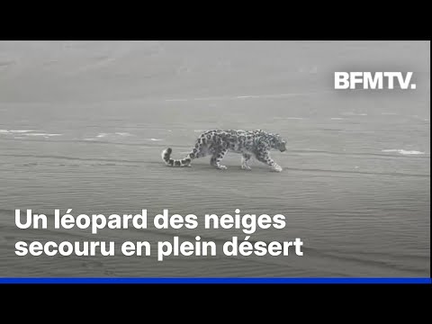 Chine: un léopard des neiges secouru en plein désert au nord-ouest du pays