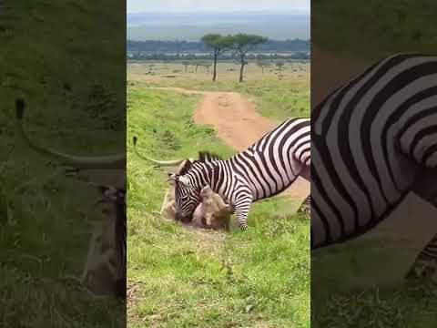 Lioness attack zebra