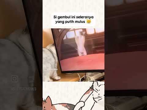 ada2 aje lu meng 😸 #kucinglucu #lucu #gemes #kucing #catlover #cute #kitty #kucingimut #imut #anabul