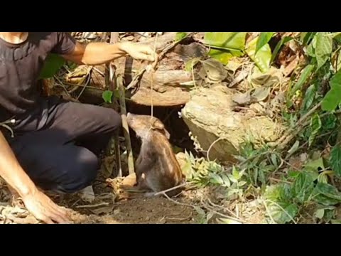 He used a trap to catch the second wild boar but unfortunately.1 year in the forest