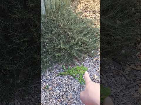Edible ground cover: Prostate Rosemary