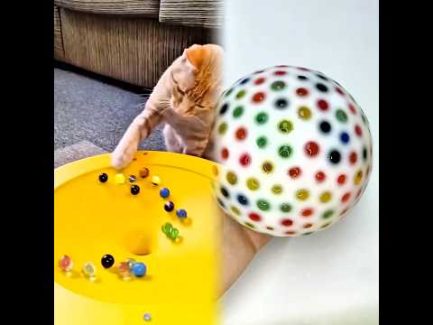 GATOS DIVERTIDOS Michi de las canicas Existe 🪀 #humor #comedia #gatos#michi #sandía