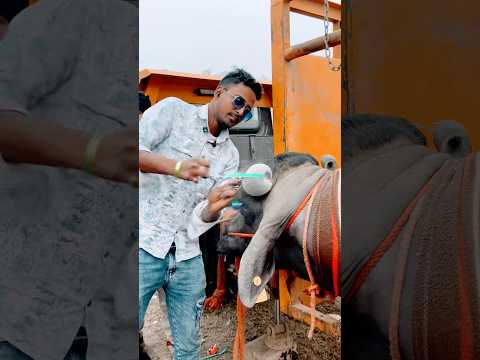 Dhanda Nyoliwala- Russian Bandana (Music Video) Deepesh Goyal | VYRL Haryanvi #dhandanyoliwala#short
