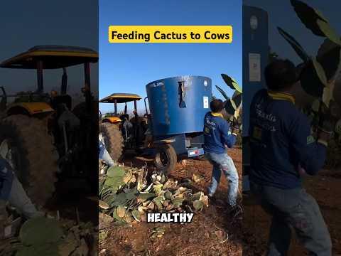 Feeding Cactus to Cows (@fazendacarnauba) #farm #animals