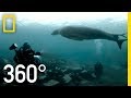 Antarctica Exploration and Leopard Seals