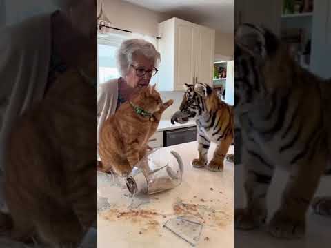 4Grandma’s Cat Blames the Tiger Cub Again 😂🐯 | Ultra Realistic 4K