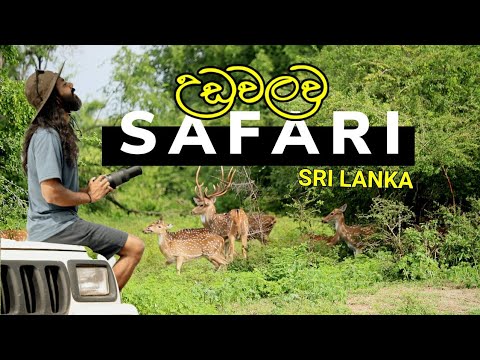 NORWAY යන්න කලින් අලි බලන්න  ගියා| Udavalawa National Park In Sri Lanka