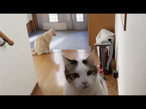 猫の動画サムネイル - 思い通りにならないとブツブツ文句を言う猫