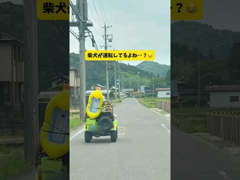 お気に入りのアヒルを持って川へ向かう柴犬がヤバい…#柴犬#おもしろ #shorts #shortvideo