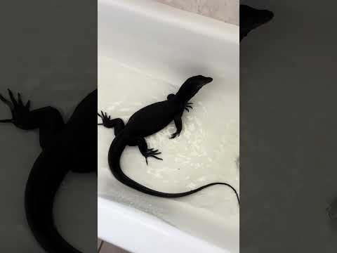 Crazy cause he’s grow at since that second video too lol #reptiles #shorts