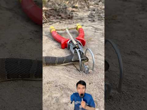 Rắn độc có bị dính vào bẩy hay không #snake