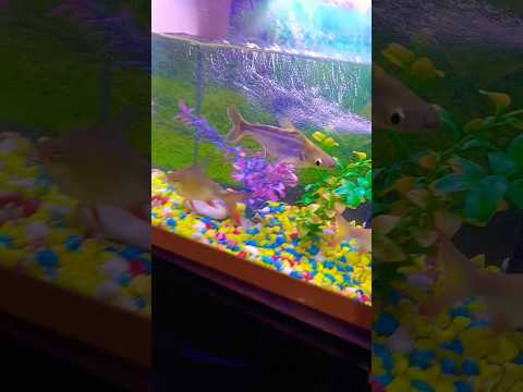 #fish #alam #aquarium #dreambaby #megaquarium #koi #fishing 🐠🐠🐠🐠🥰🤩😍🙏🙏