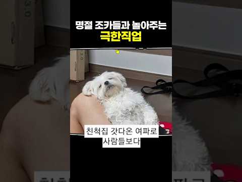 명절 조카들과 놀아주는 극한직업