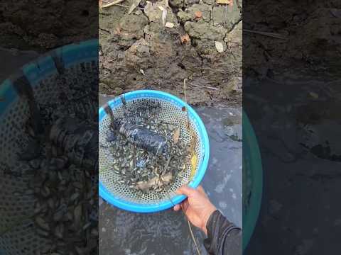 #vlog #sanbat #fishing