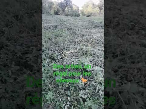 Les orties, pleines de vitamines pour nos chevaux 🐎