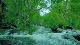 🌲 Live 24/7 Mountain Waterfall & Forest Sounds for Sleep, Relaxation & Study 🌊
